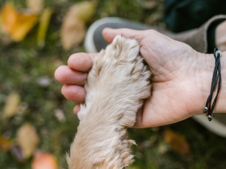 COVID – Wie verhalte ich mich in der Kleintierpraxis